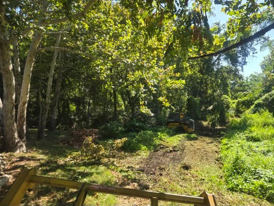 Compact track loader clearing overgrown brush under trees in Northeastern Oklahoma